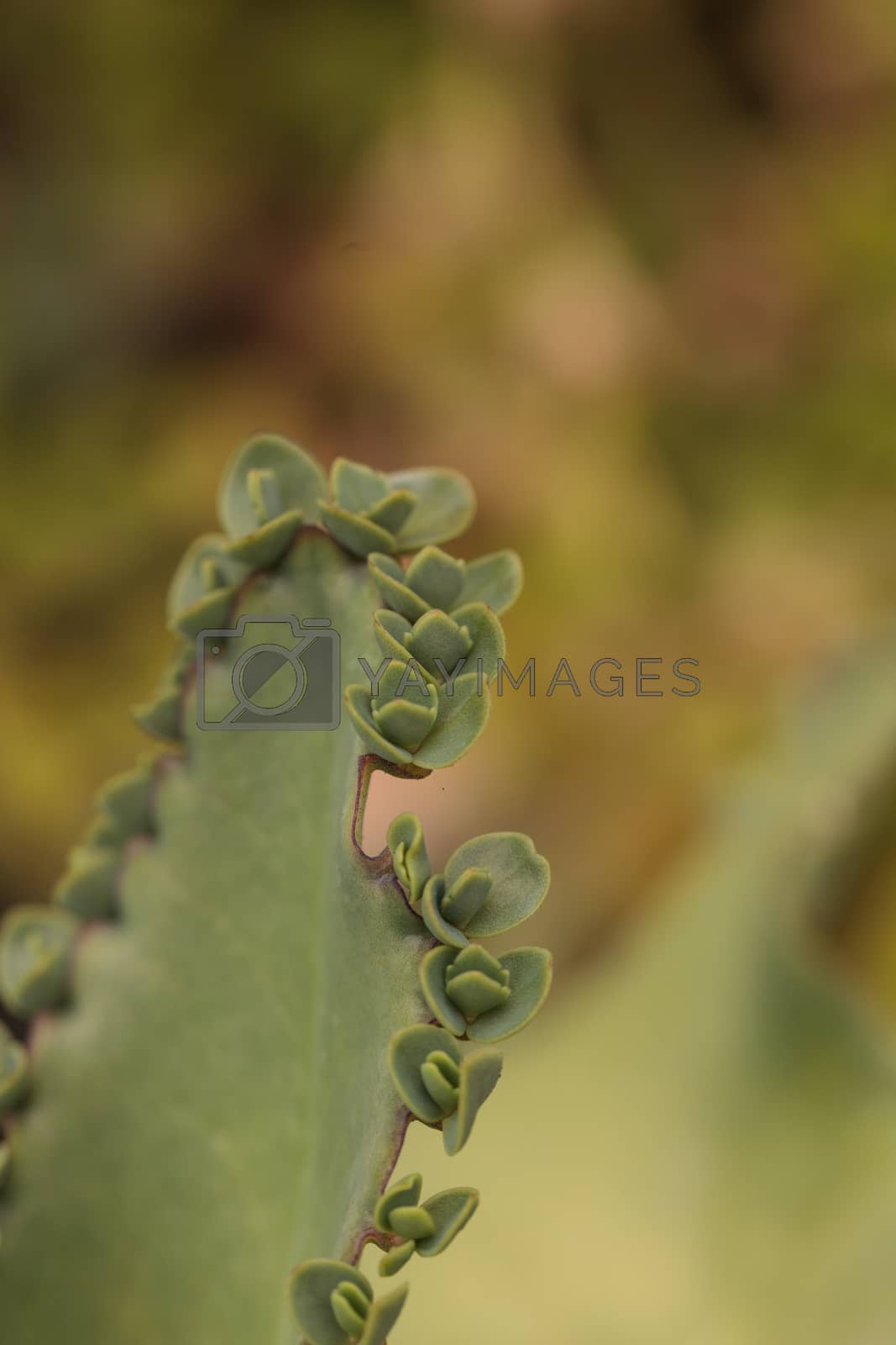 Royalty free image of Mother of millions, scientifically called Bryophyllum daigremontianum by steffstarr