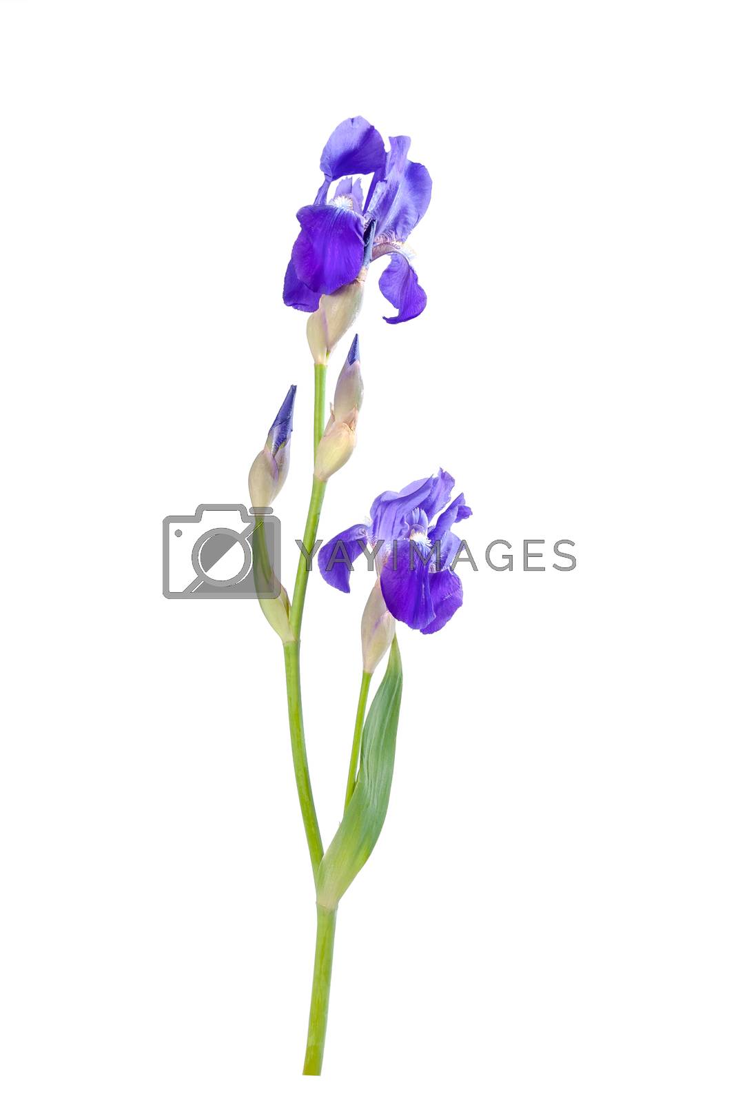 Royalty free image of Iris flower 02 by firewings