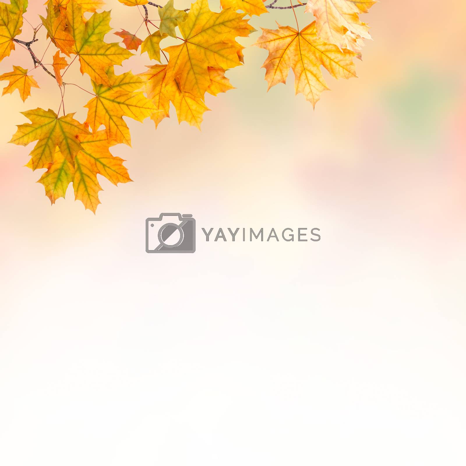 Royalty free image of Autumn background by firewings
