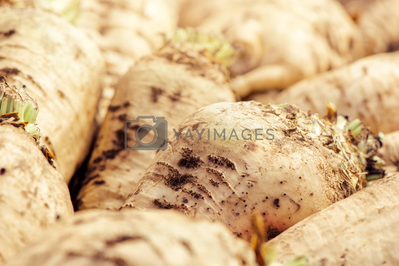 Royalty free image of Harvested sugar beet crop root pile by stevanovicigor
