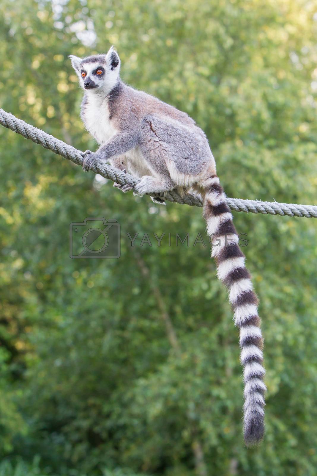 Royalty free image of Ring-tailed lemur (Lemur catta)  by michaklootwijk