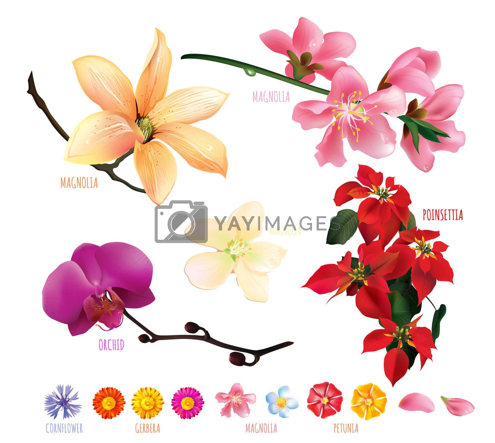 Royalty free image of Flowers by ConceptCafe