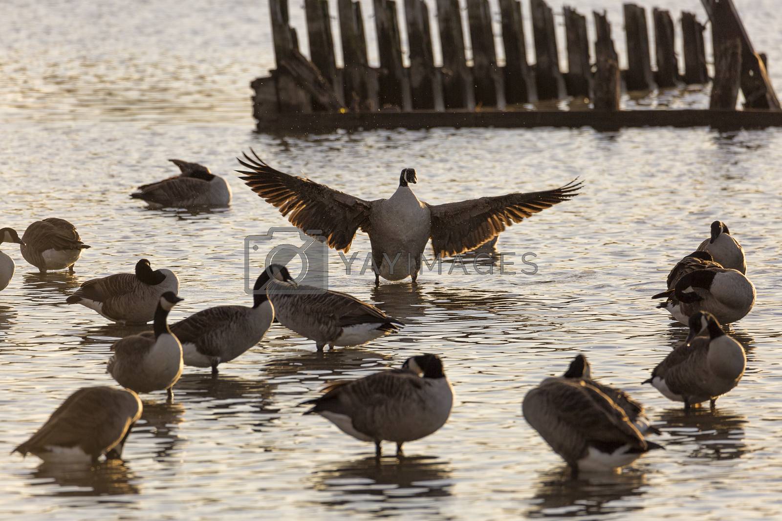 Royalty free image of Flock of Canada Geese in Water by Emmoth