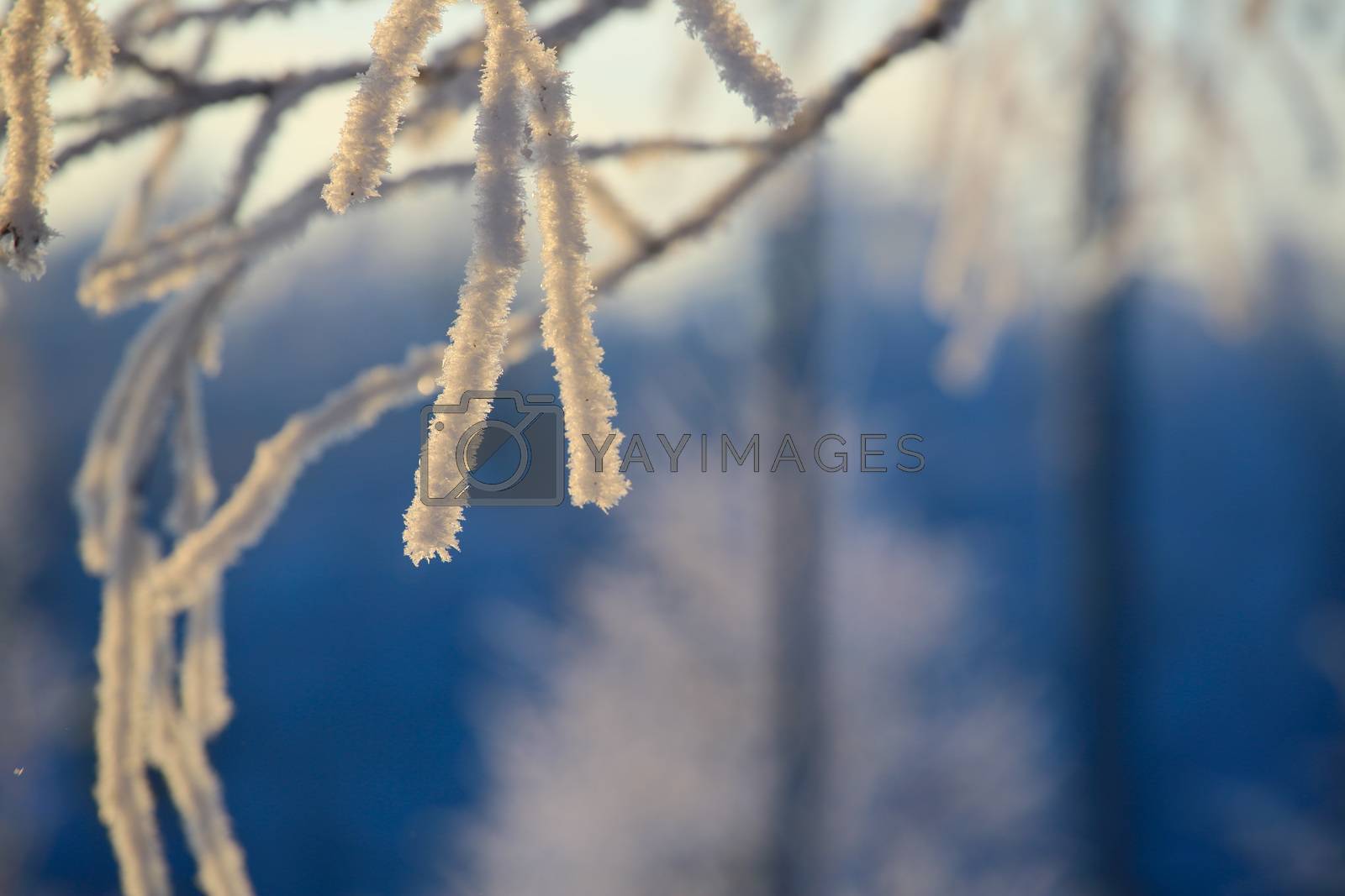 Royalty free image of Hoarfrost on trees by destillat