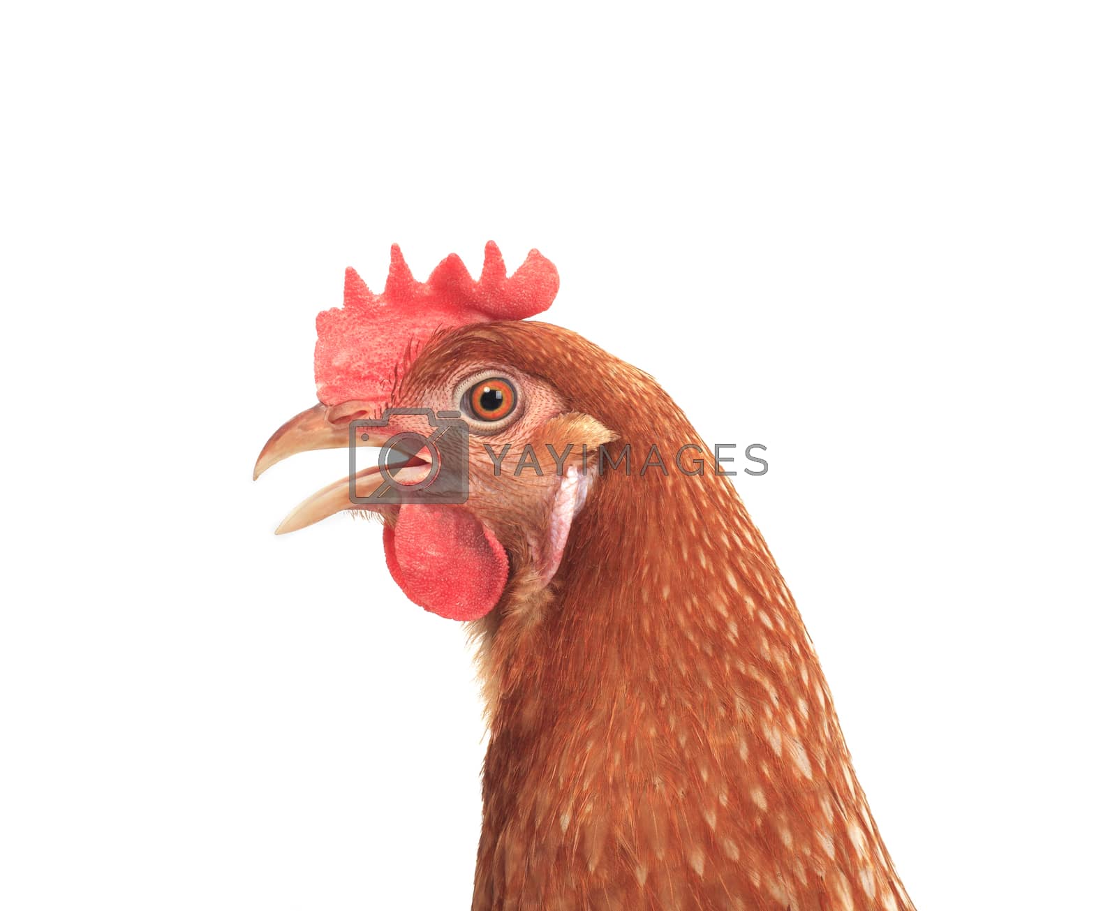 Royalty free image of close up side view of beautiful brown female chicken hen isolate by khunaspix