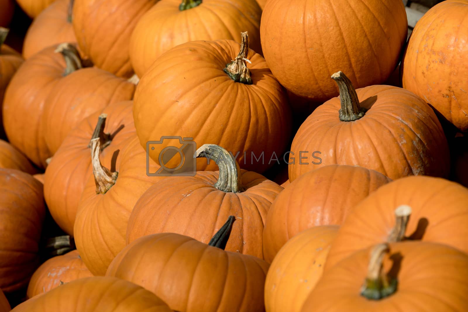 Royalty free image of Ripe autumn pumpkins on the farm by artush