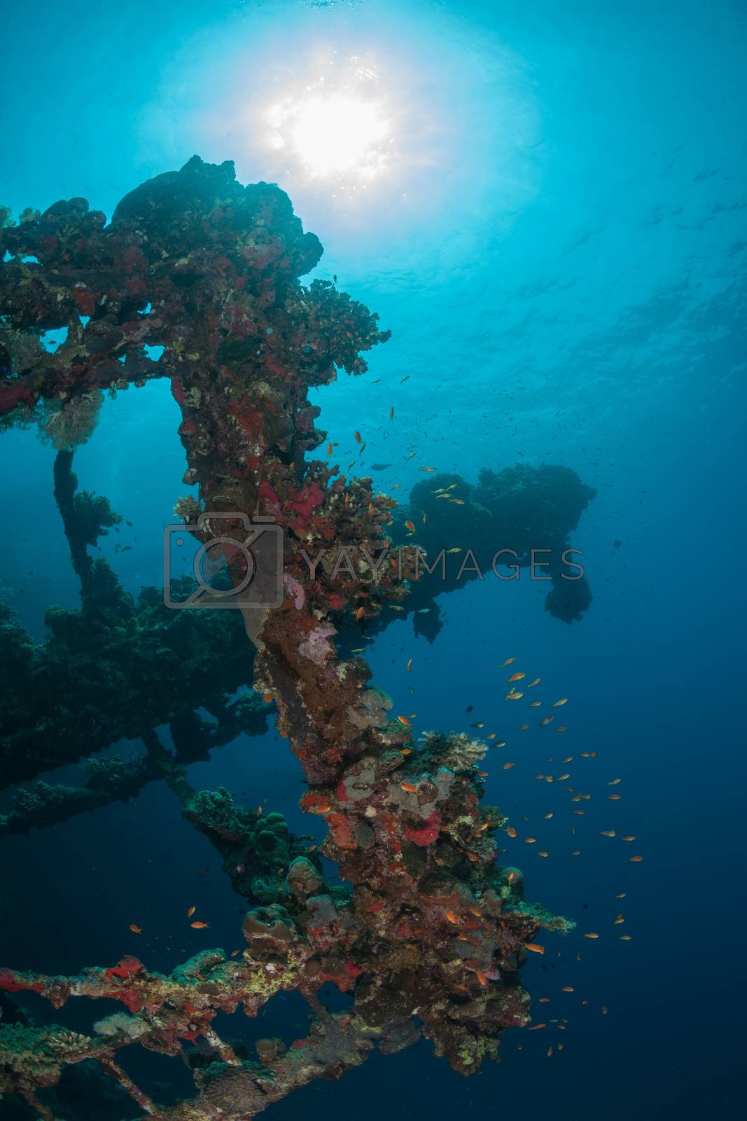 Royalty free image of sunken ship wreck underwater diving Sudan Red Sea by desant7474