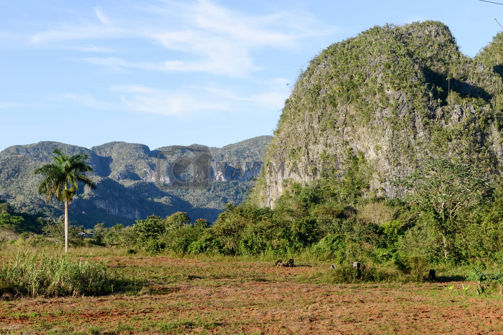 Royalty free image of The valley of Vinales on Cuba by Fotoember