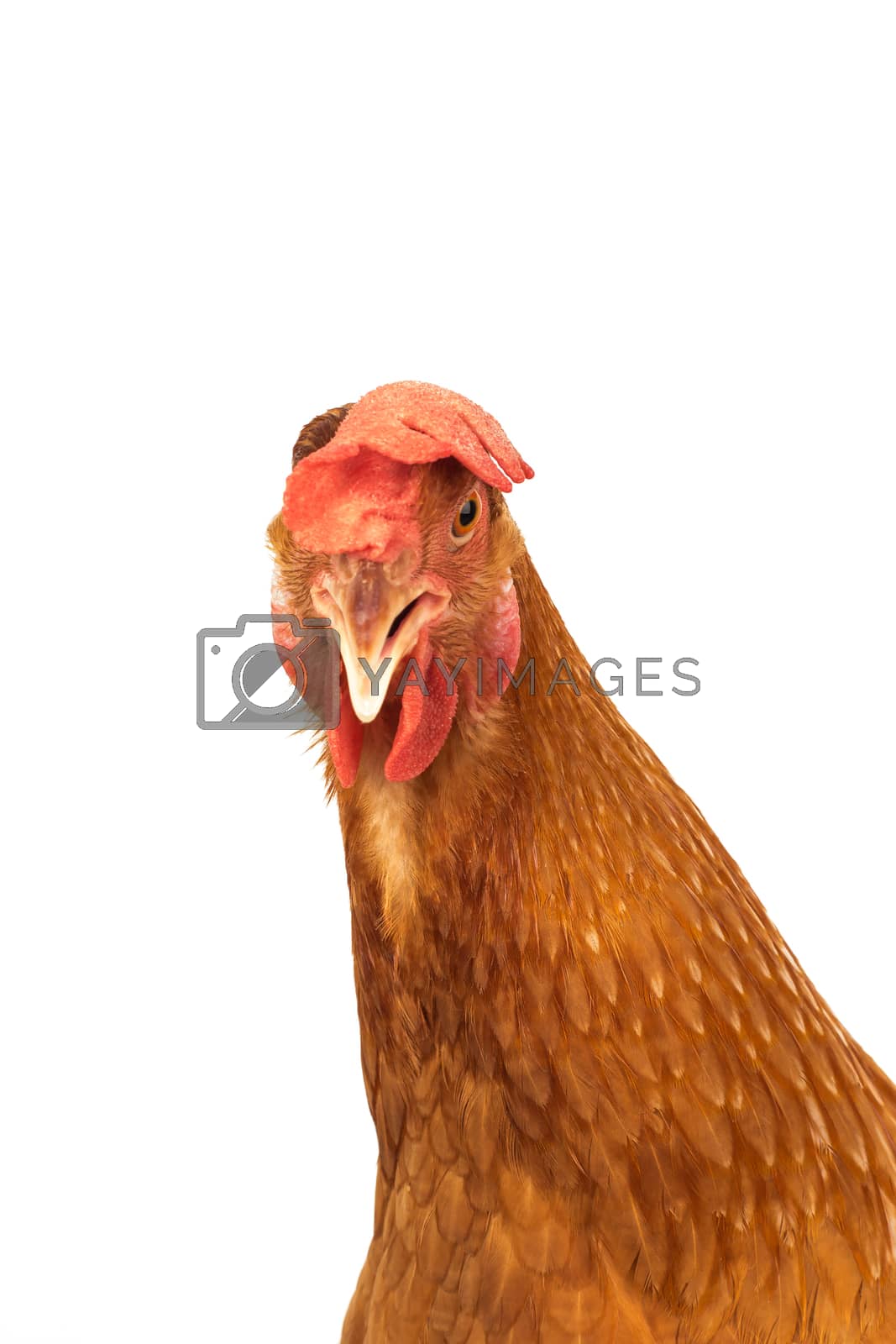 Royalty free image of head of chicken hen shock and funny surprising isolated white ba by khunaspix