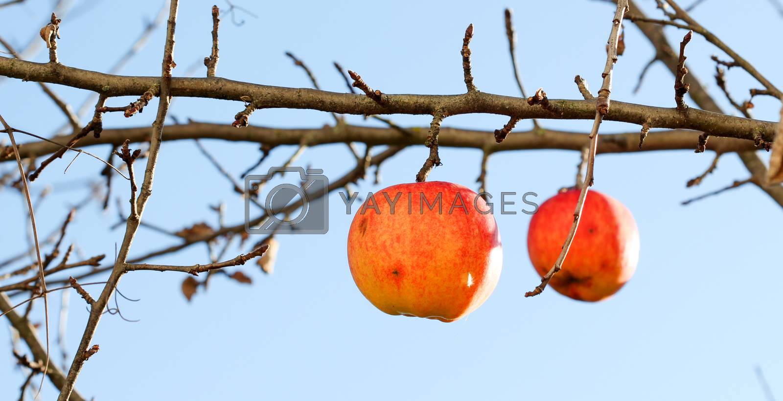 Royalty free image of Apples on tree on november morning by nehru