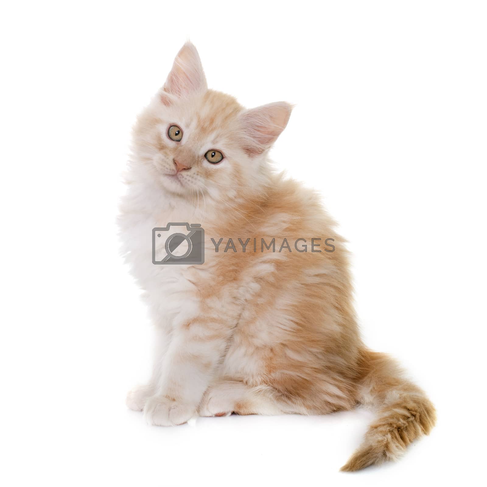 Royalty free image of maine coon kitten by cynoclub