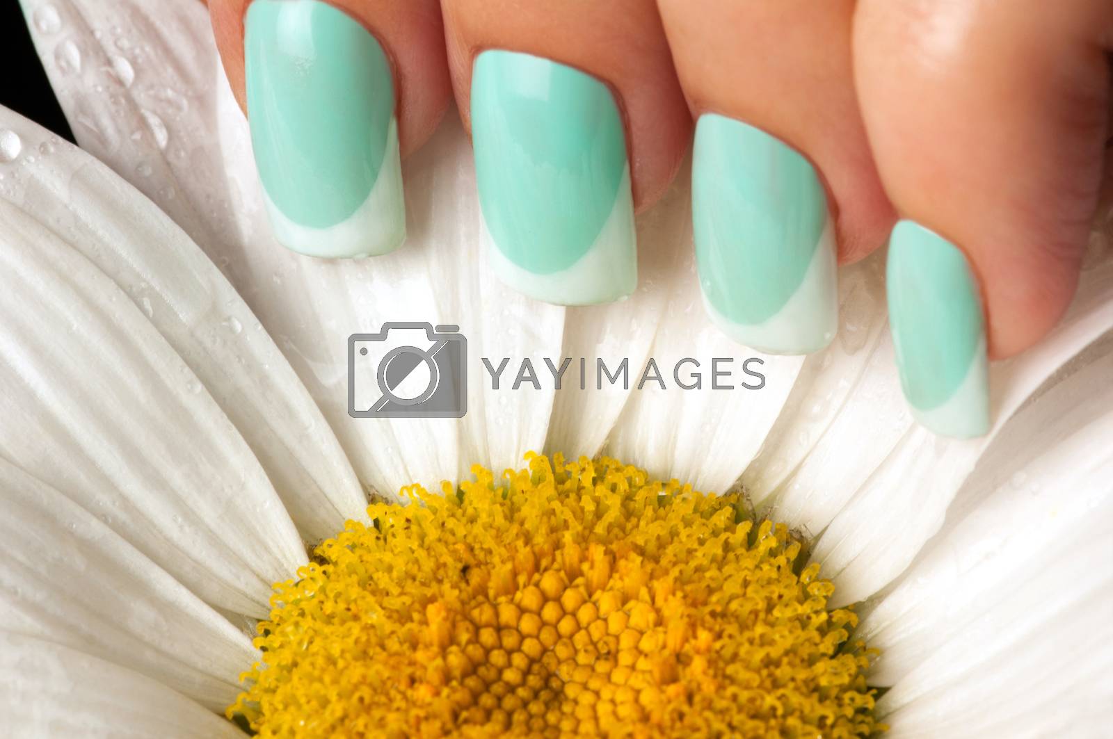 Royalty free image of Beautiful nails and flower. by SergeyTay