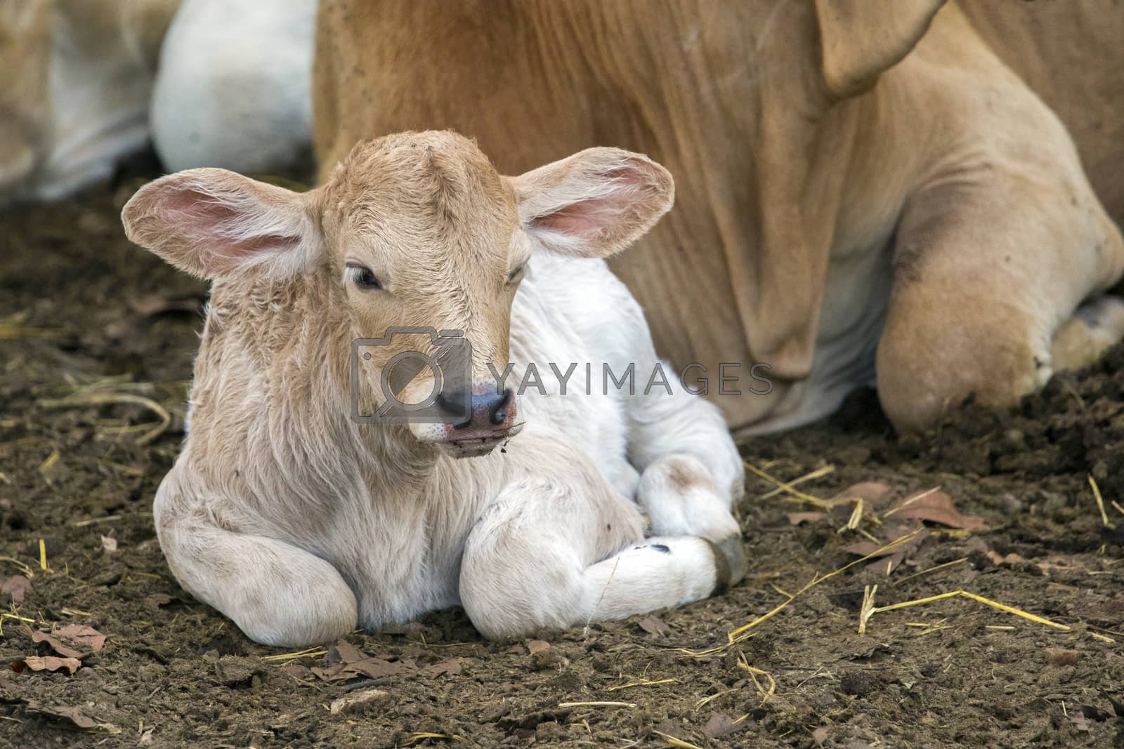 Royalty free image of Image of calf on nature background. Farm Animam. by yod67