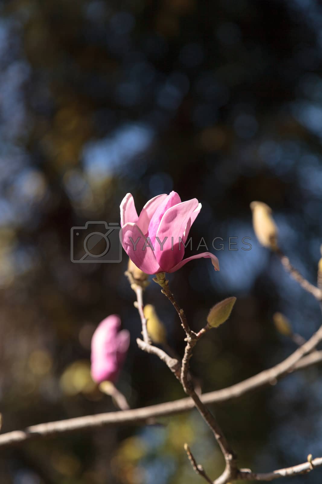 Royalty free image of Pink magnolia flower  by steffstarr