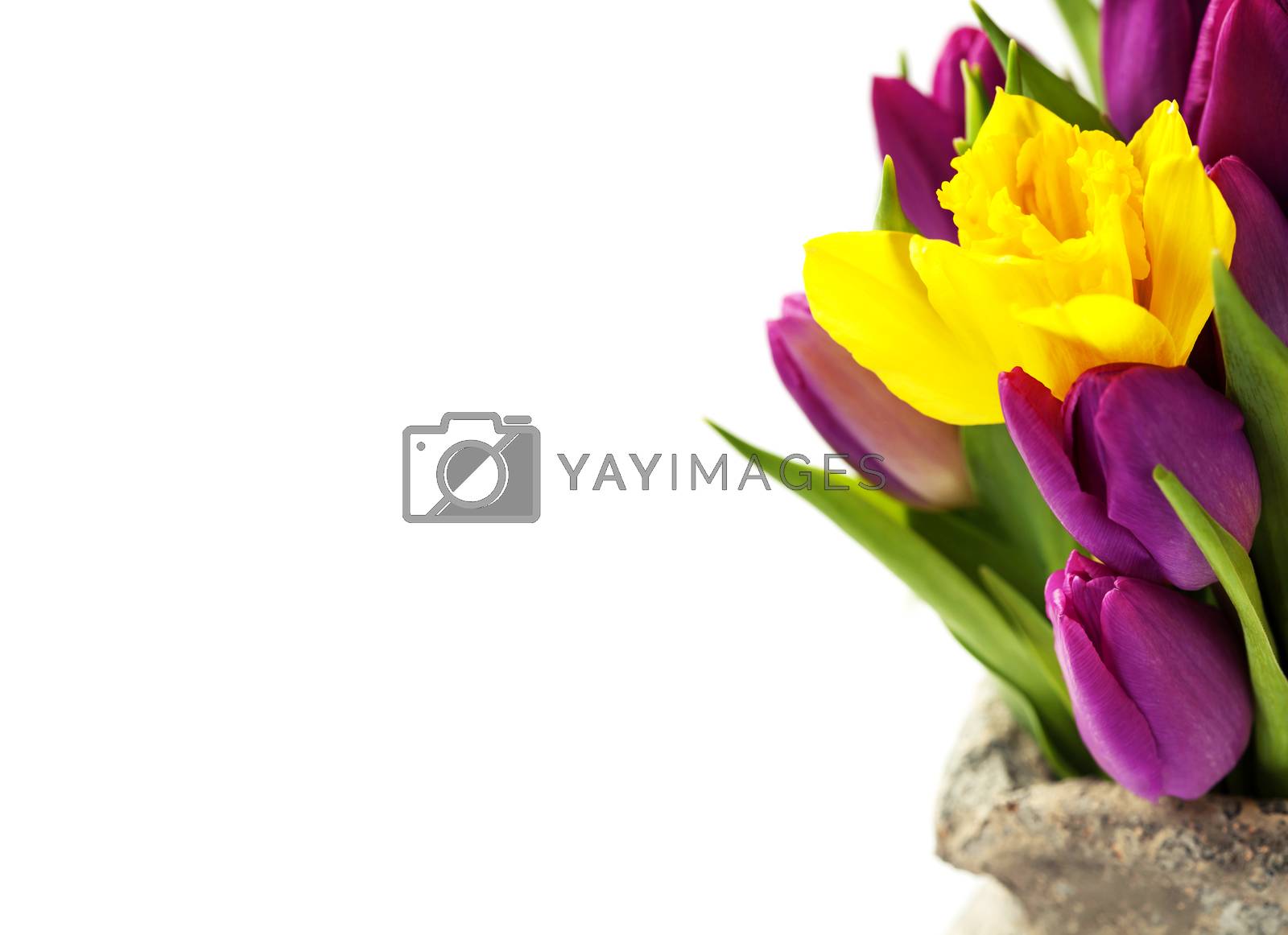 Royalty free image of Spring flowers by klenova