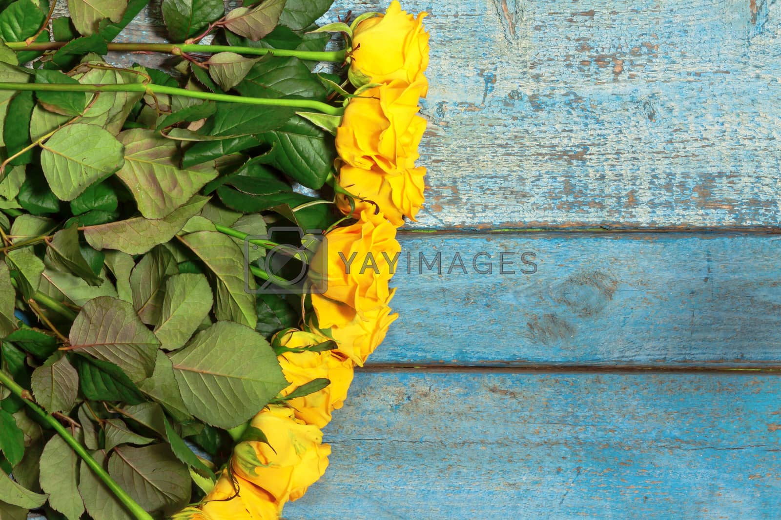 Royalty free image of lot of yellow roses on a blue wooden background by Tanacha