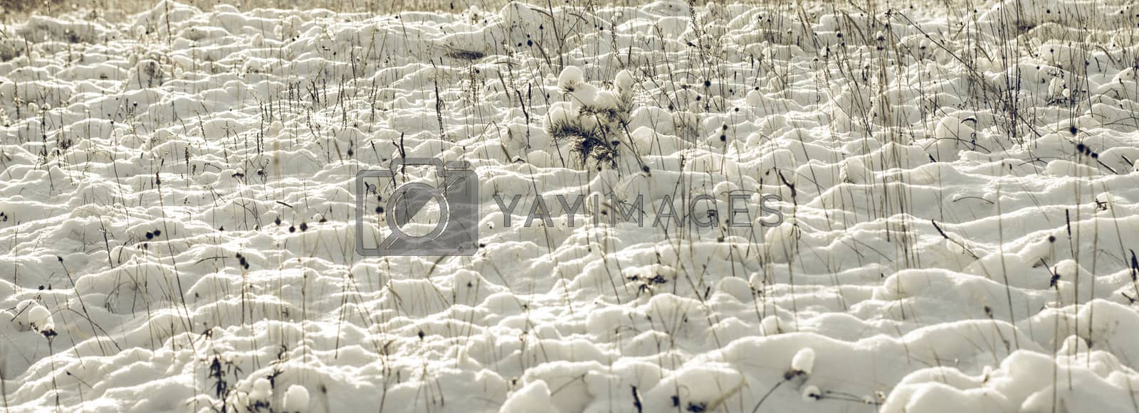 Royalty free image of White Wintry Wonderland by Supertooper