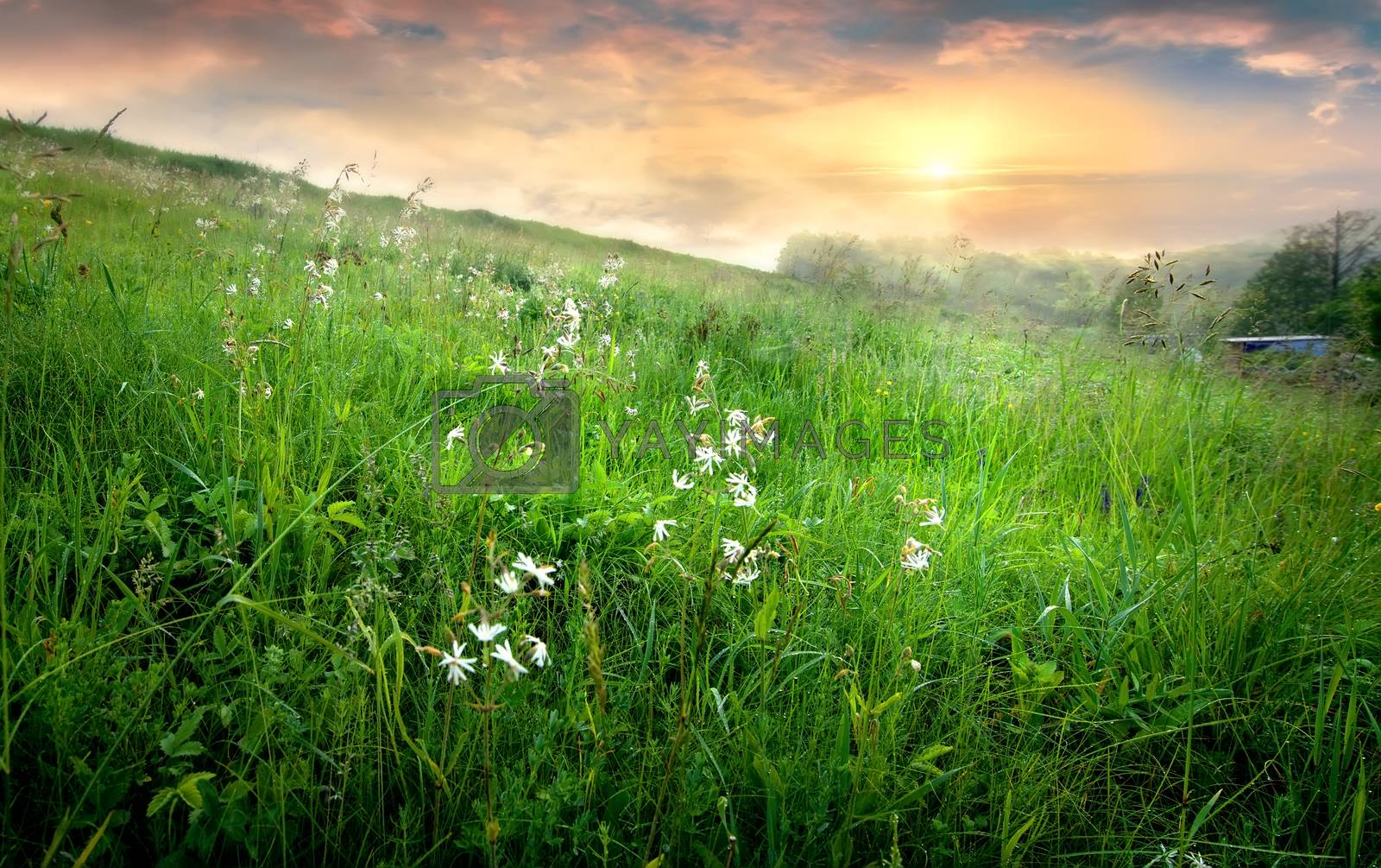 Flowers and grass in countryside at sunrise with fog