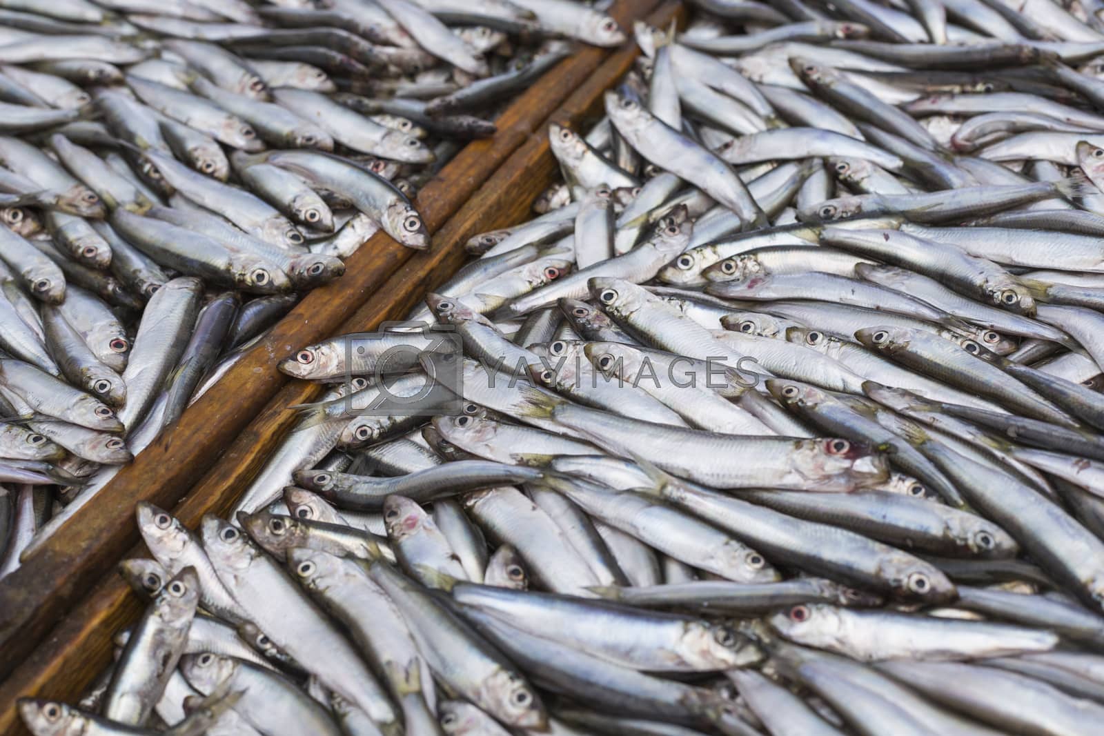 Royalty free image of Abundance of fresh fish on market display. by mariusz_prusaczyk
