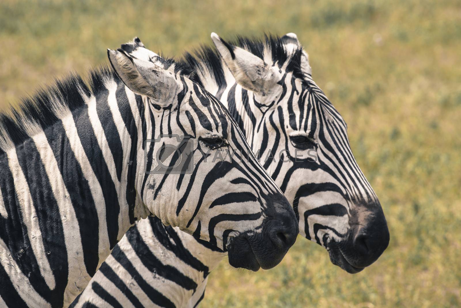 Royalty free image of Zebra in National Park. Africa, Kenya by mariusz_prusaczyk