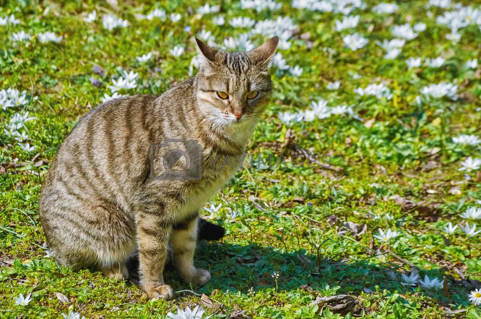 Royalty free image of Cat on the Lawn by SNR