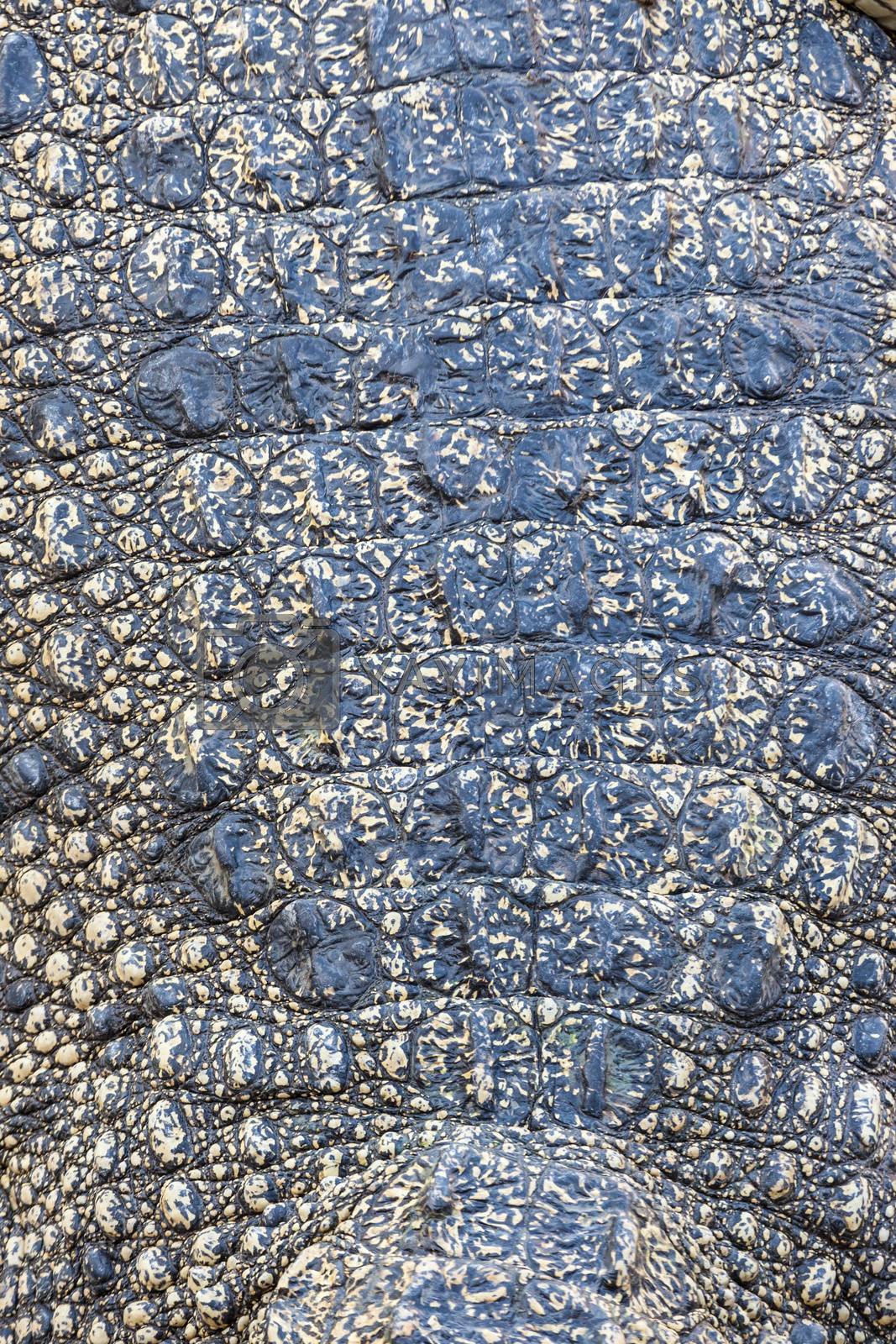 Royalty free image of Crocodile skin texture by witthaya