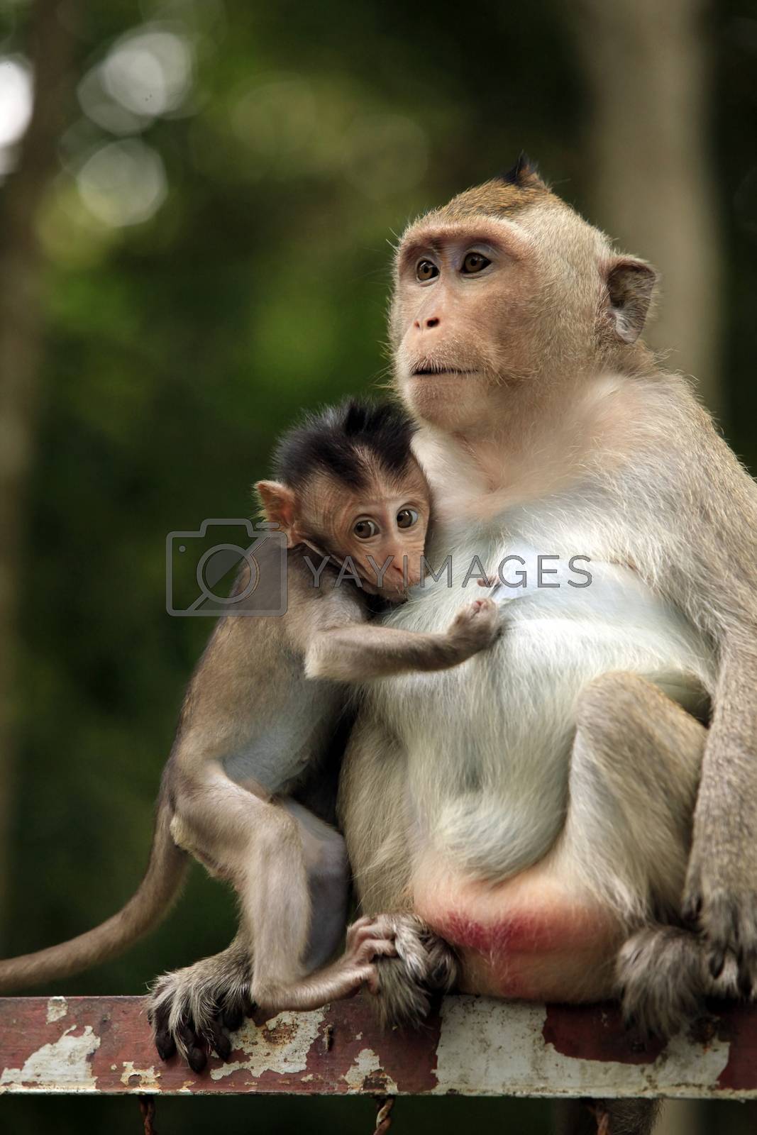 Royalty free image of Family of monkeys by friday