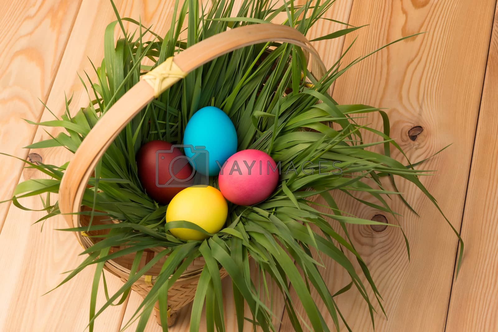 Royalty free image of basket with Easter eggs with green grass on a wooden table by kosmsos111