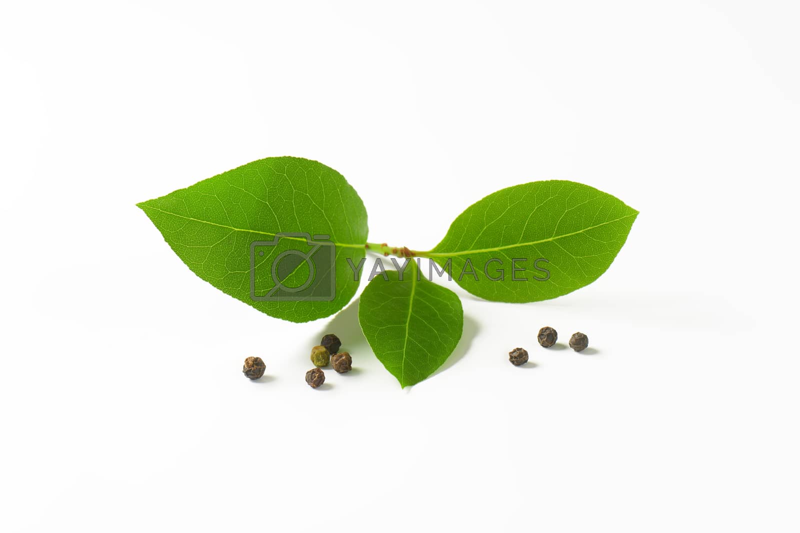 Royalty free image of Fresh bay leaves and black peppercorns by Digifoodstock