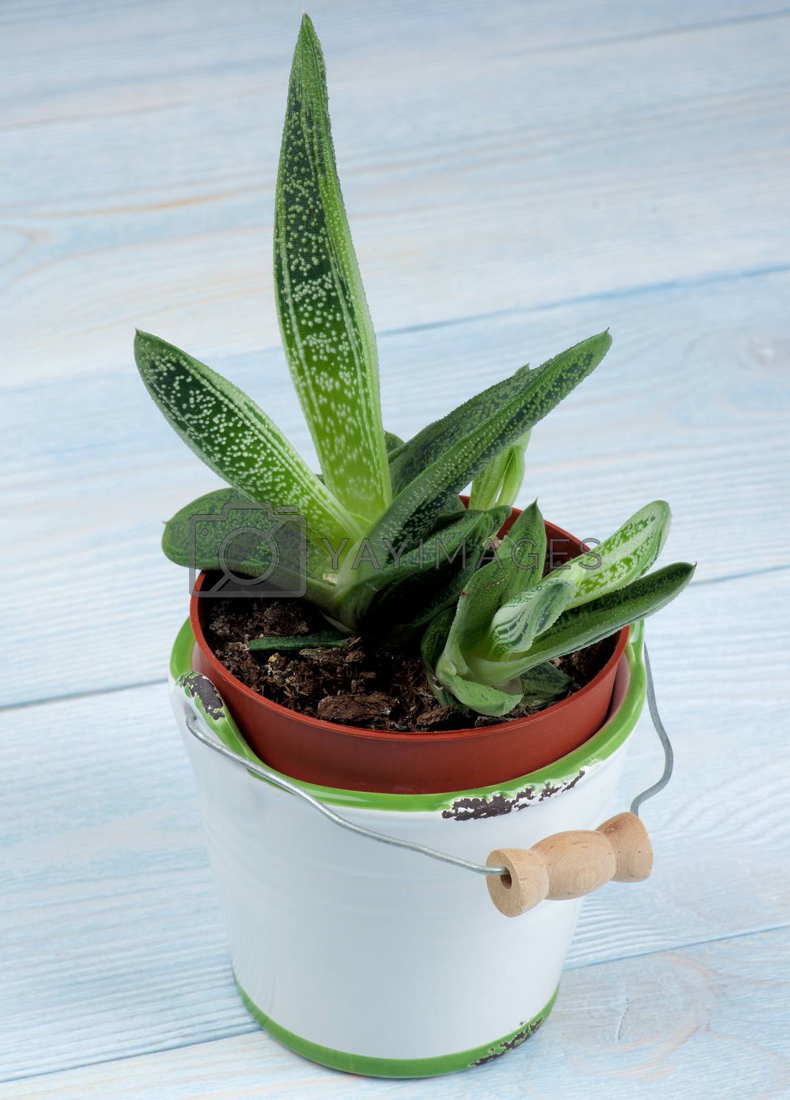 Royalty free image of Succulent Houseplant Gasteria  by zhekos