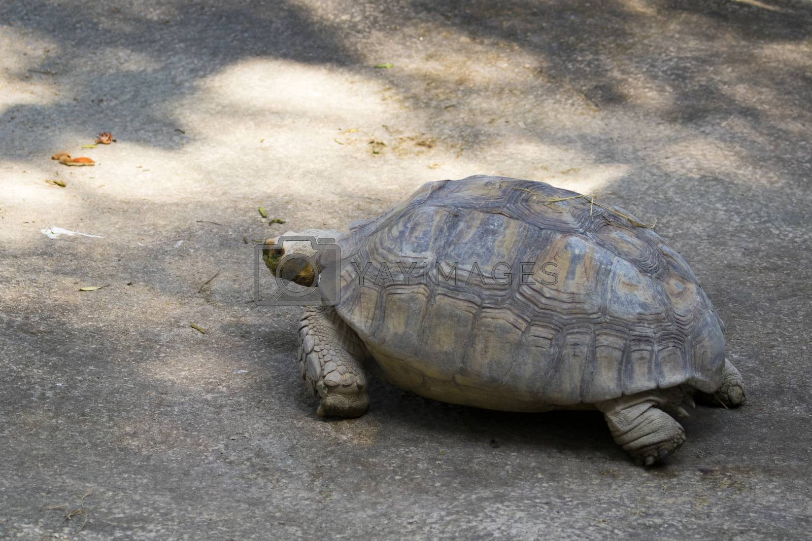 Royalty free image of Image of a turtle on the ground. (Geochelone sulcata) Reptile. by yod67