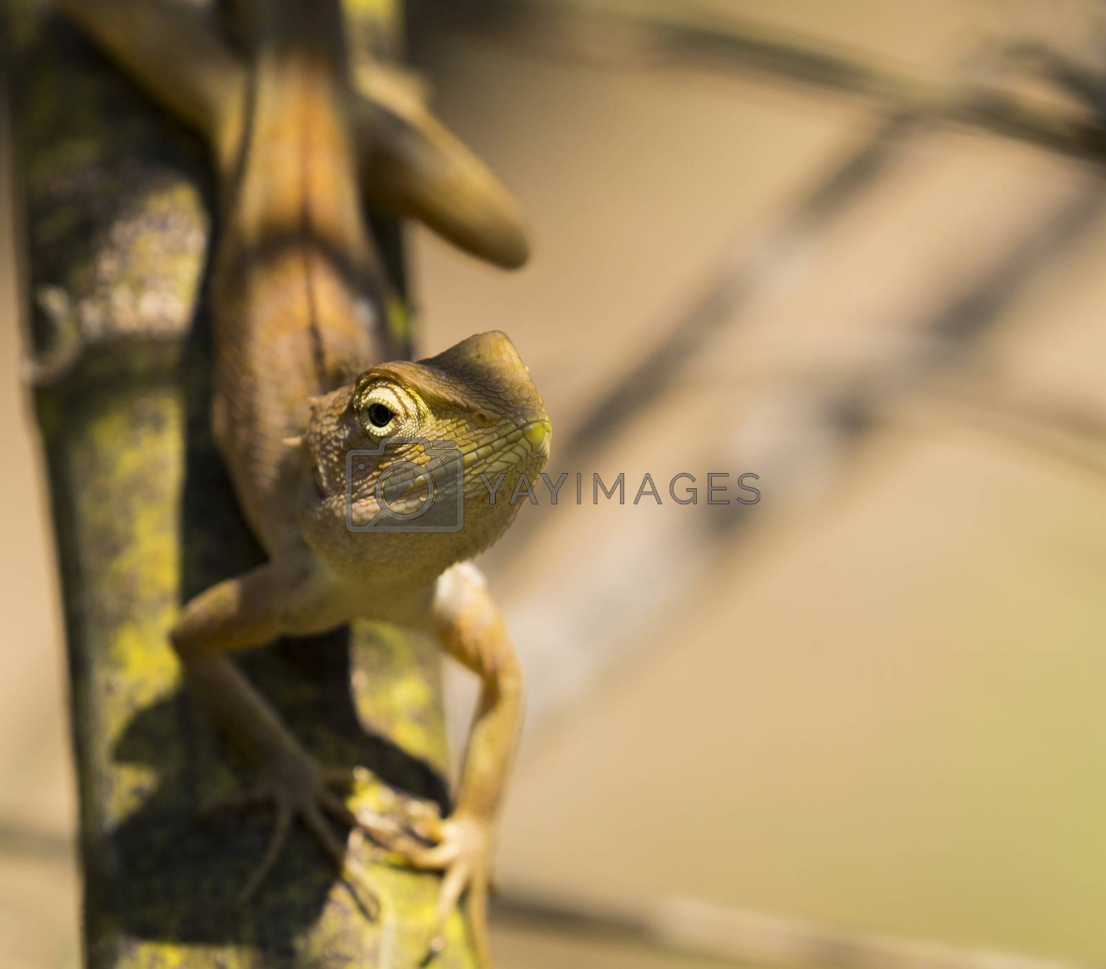 Royalty free image of Image of chameleon on nature background. Reptile by yod67