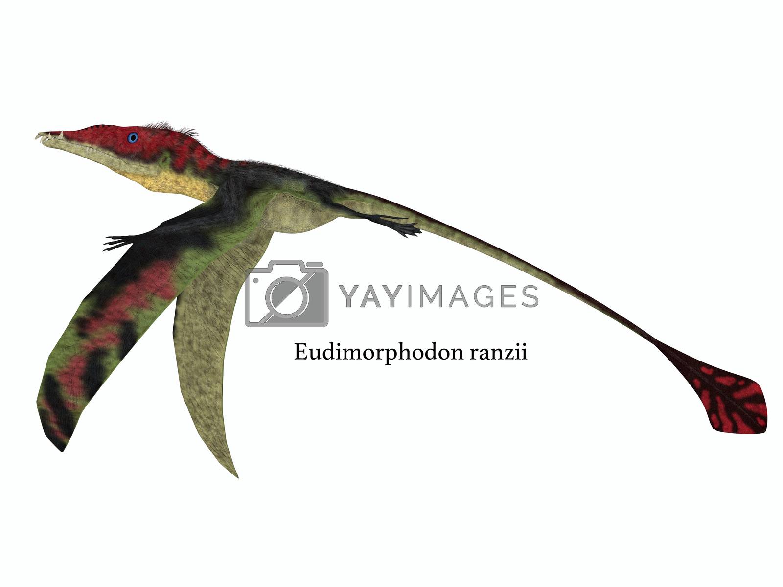Royalty free image of Eudimorphodon Wings Down with Font by Catmando