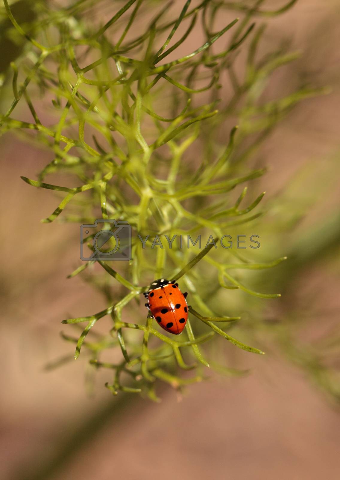 Royalty free image of Ladybug Coccinella septempunctata by steffstarr