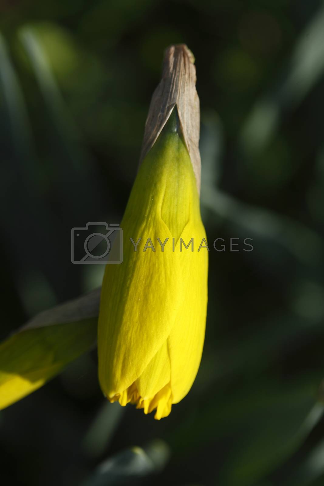 Royalty free image of Yellow Daffodil     by Detailfoto