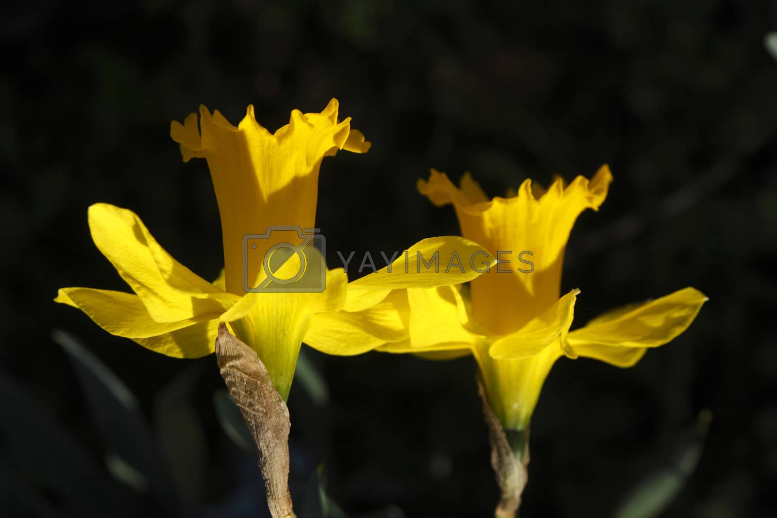 Royalty free image of Yellow Daffodils        by Detailfoto