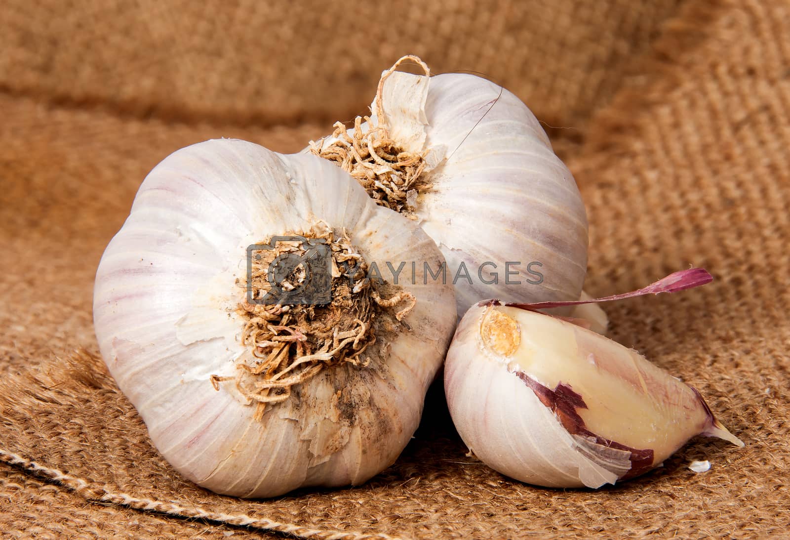 Royalty free image of Two heads of garlic and garlic clove on sackcloth by Cipariss