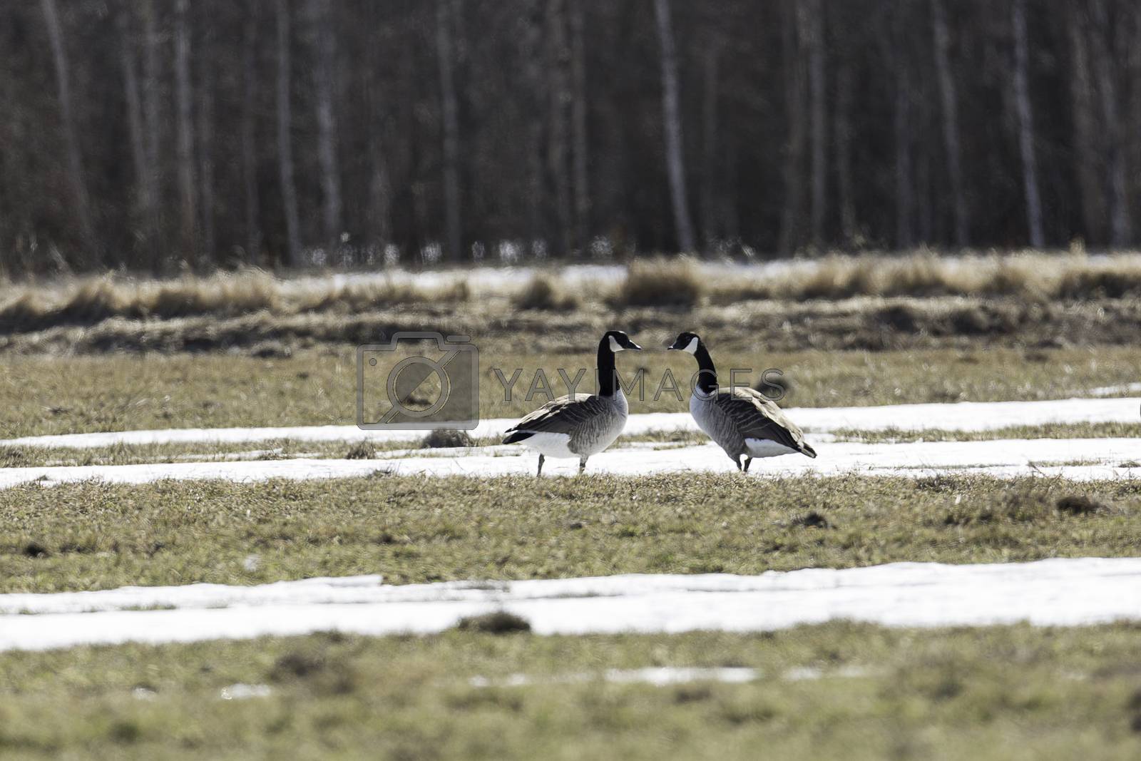 Royalty free image of Canada Geese in Field with Snow by Emmoth
