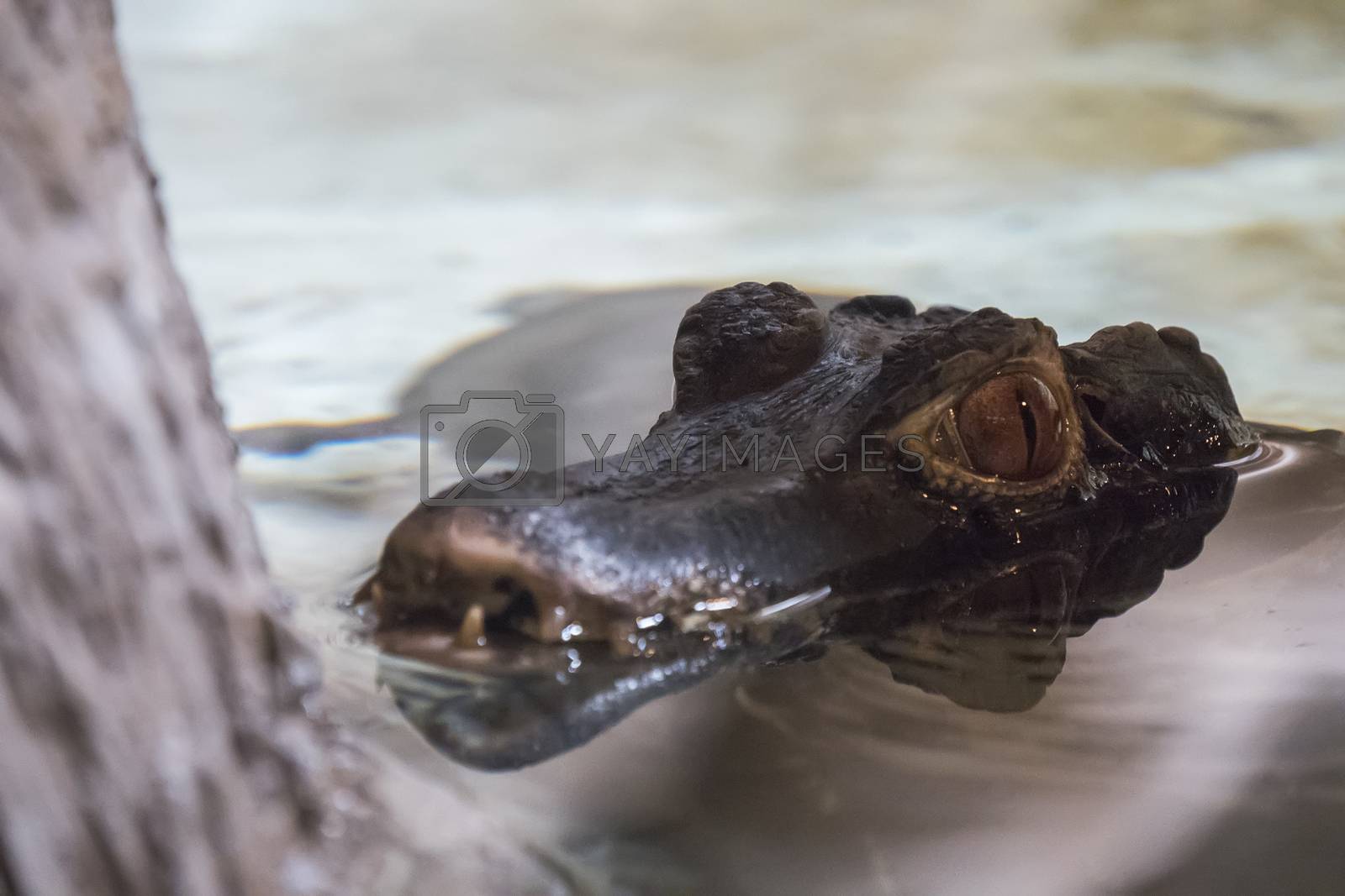 Royalty free image of Cuvier's caiman head protruding from the water by max8xam