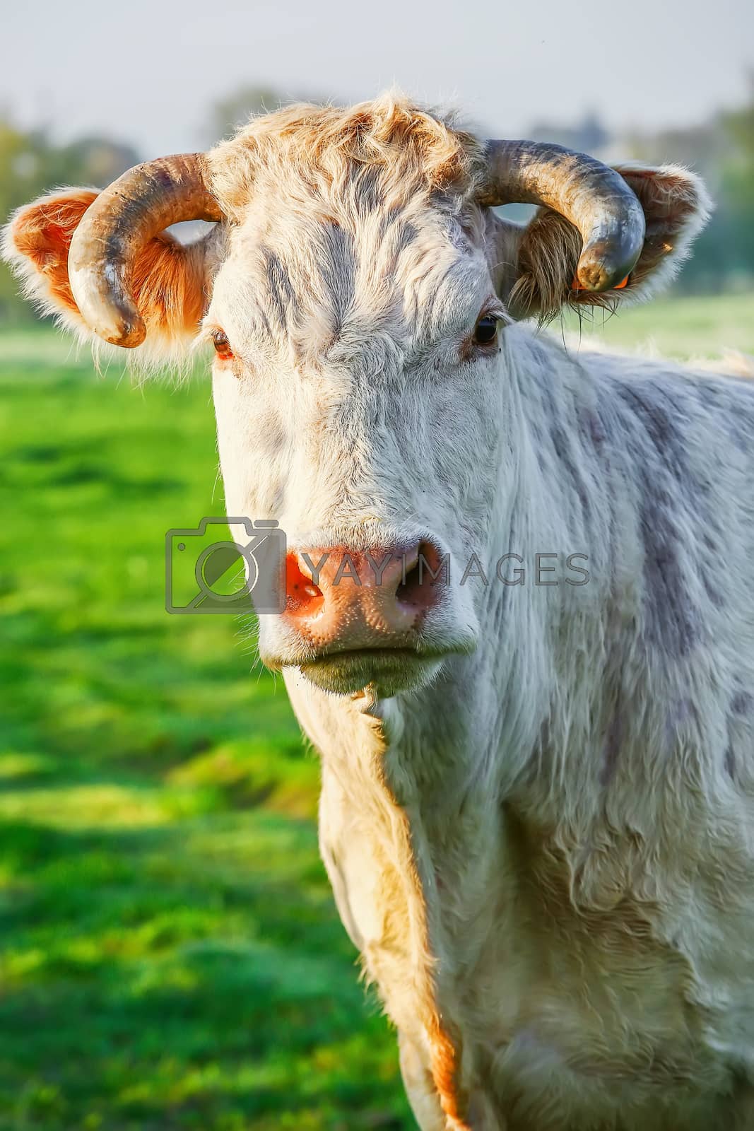 Royalty free image of A blonde d'Aquitaine pedigree cow in a green natural meadow by pixinoo