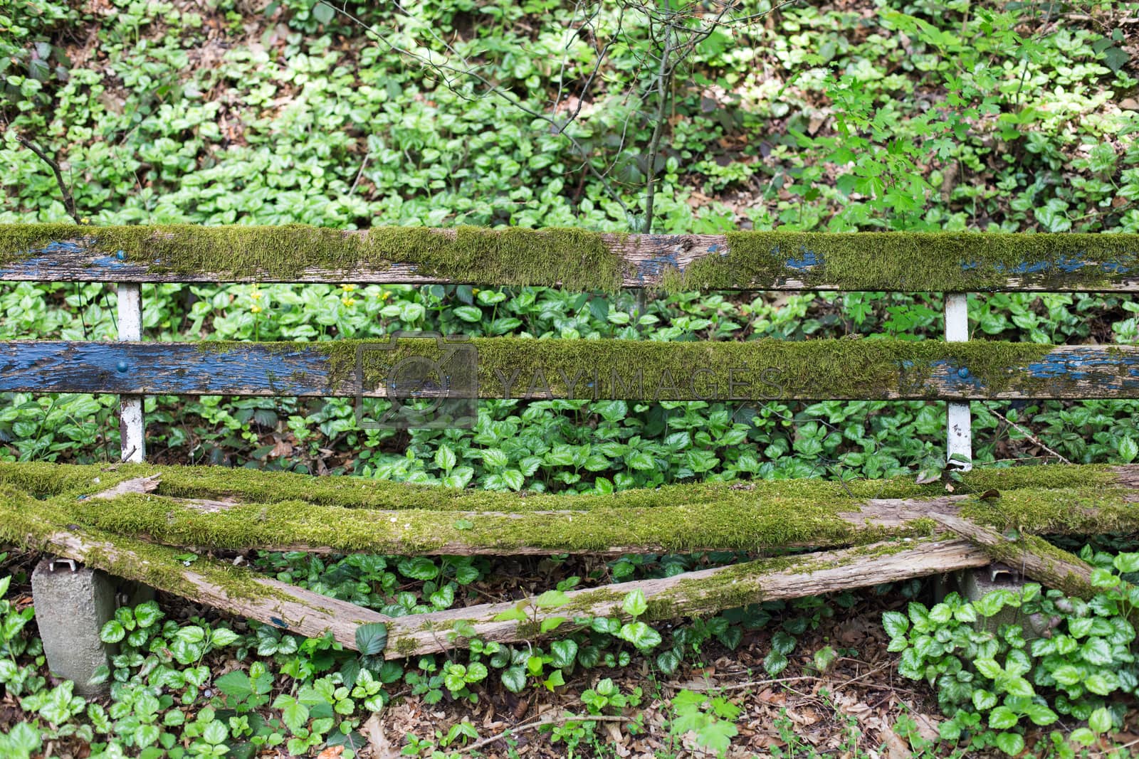 Royalty free image of Wooden bench with moss by HdDesign