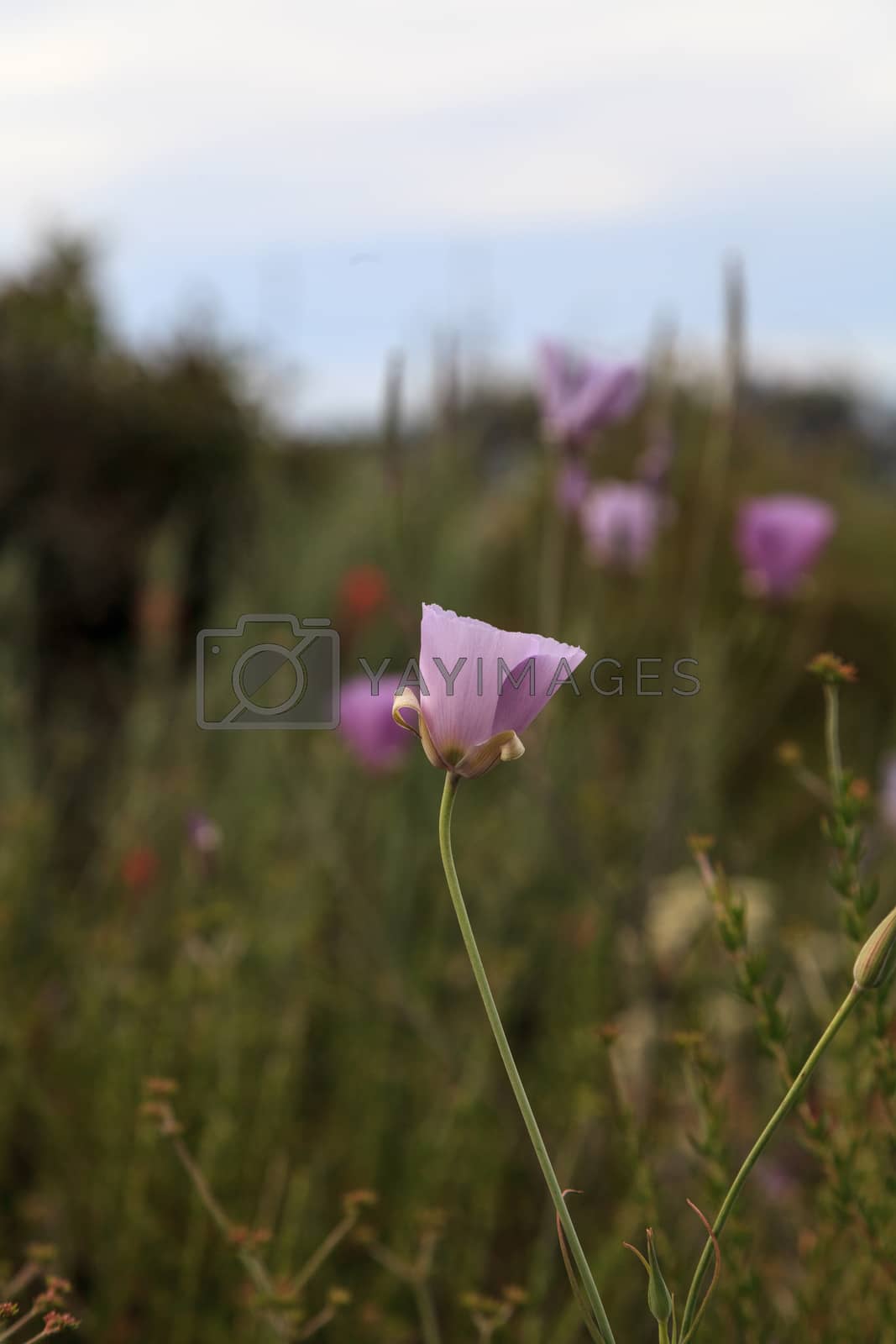 Royalty free image of Purple gleam California poppy flower by steffstarr