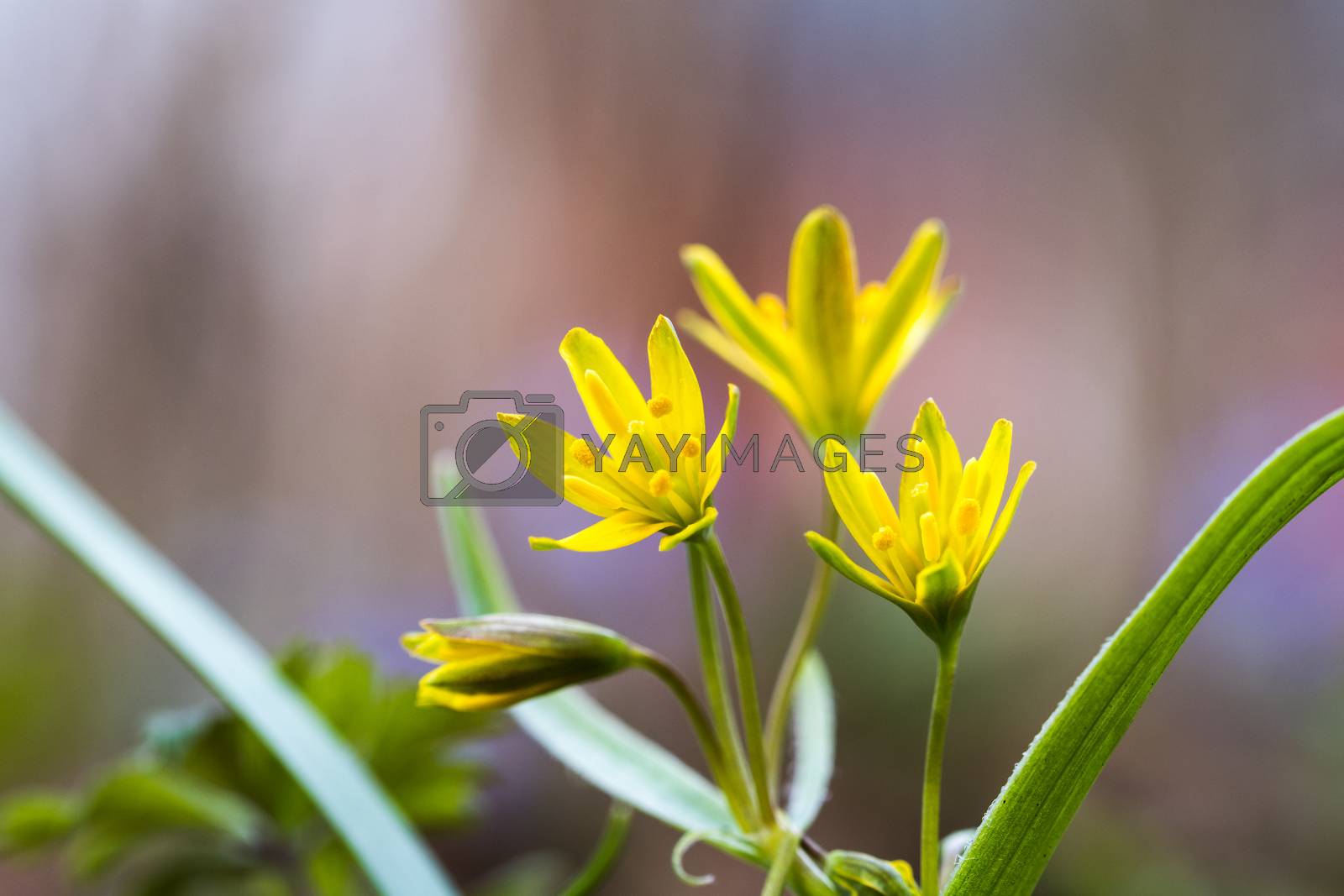 Royalty free image of Springtime flowers closeup by olandsfokus