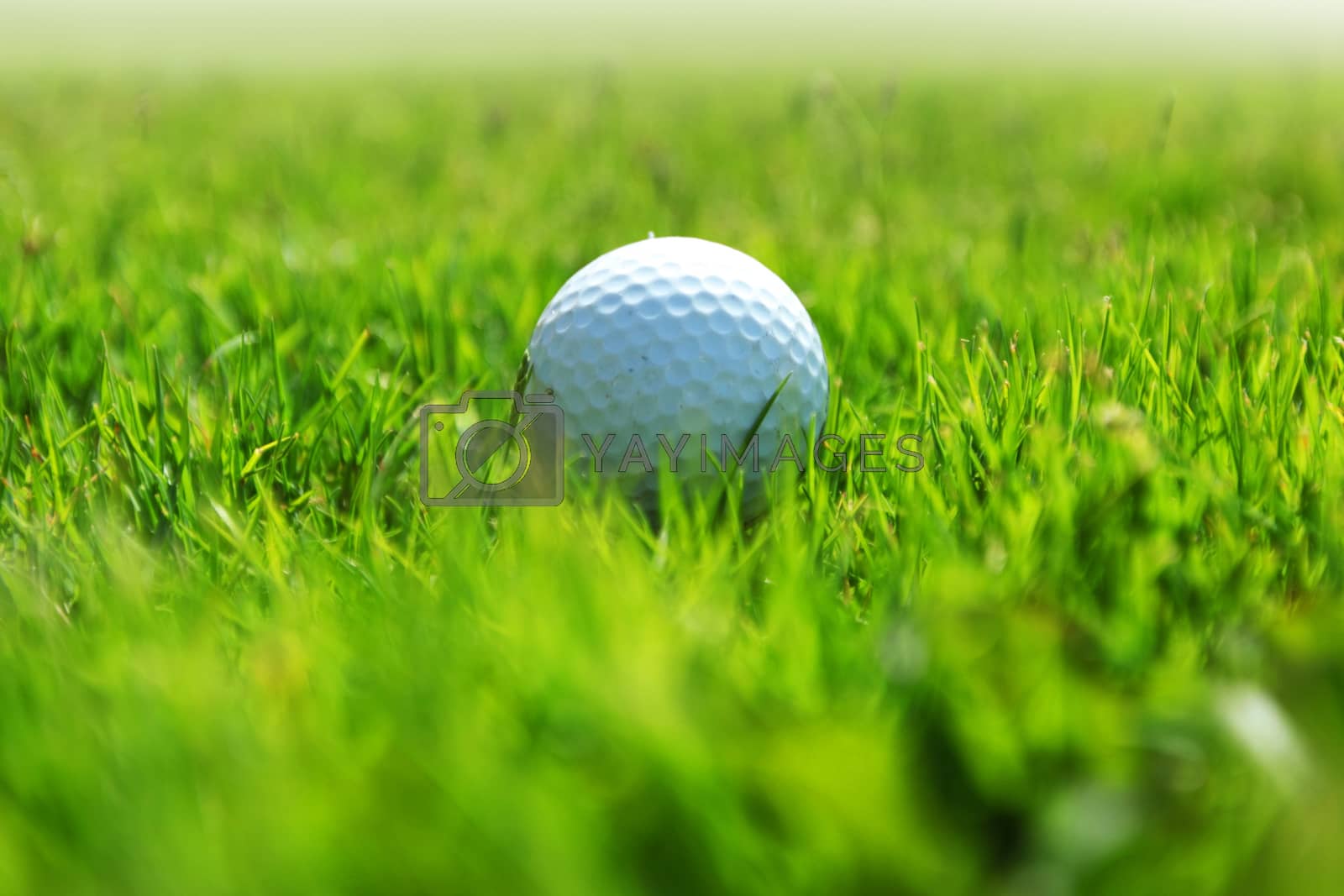 Royalty free image of golf-ball on course by Yellowj