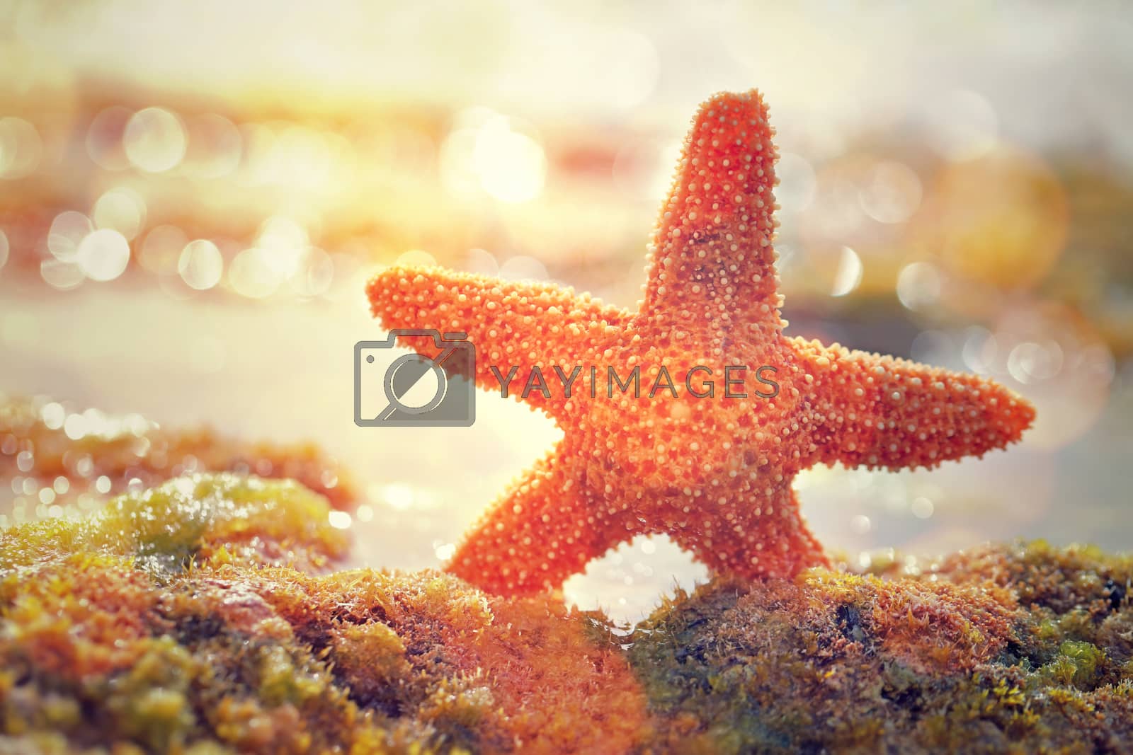 Royalty free image of Beautiful starfish by Anna_Omelchenko