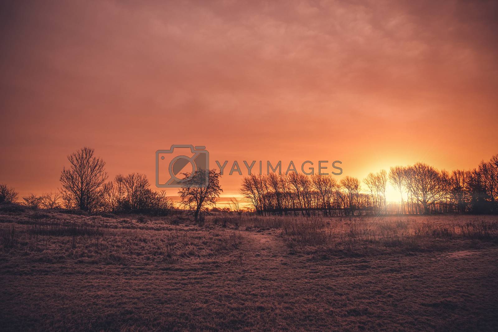 Beautiful sunrise in a countryside landscape in the morning with tree silhouettes on a field with frost in the winter