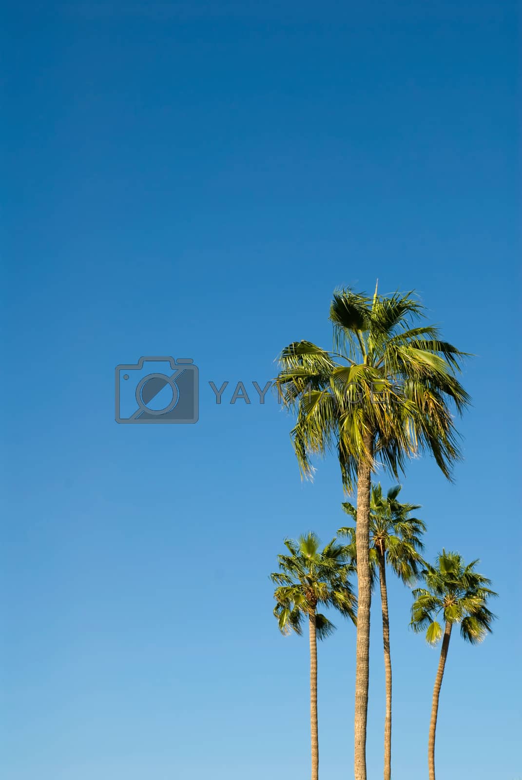 Royalty free image of Palm Trees Against a Brilliant Blue Sky by legacyimages
