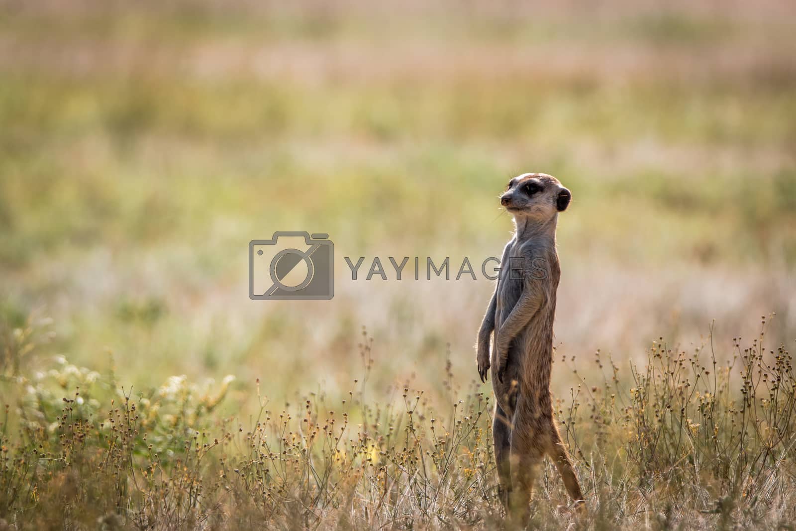 Royalty free image of Meerkat on the lookout in the Kgalagadi. by Simoneemanphotography