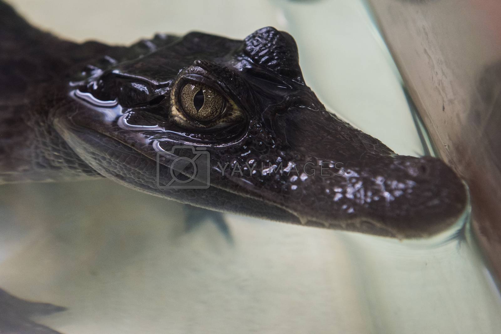 Royalty free image of Beautiful caiman crocodile by rusak