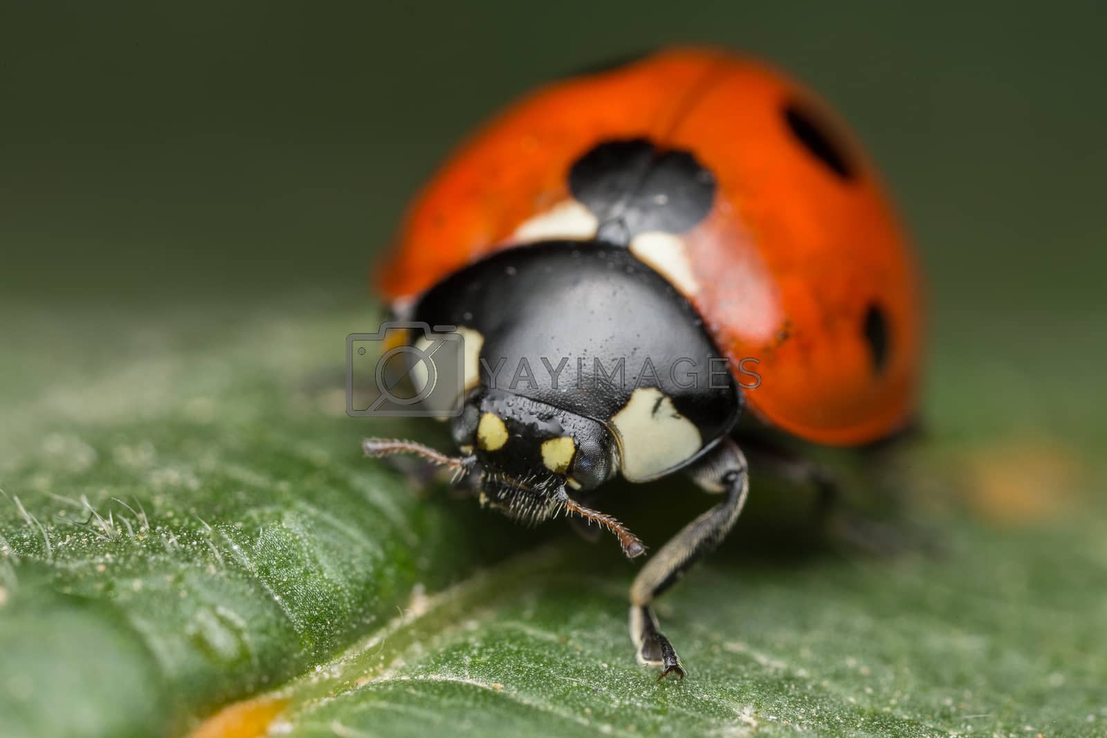 Royalty free image of Ladybird by Macrolife